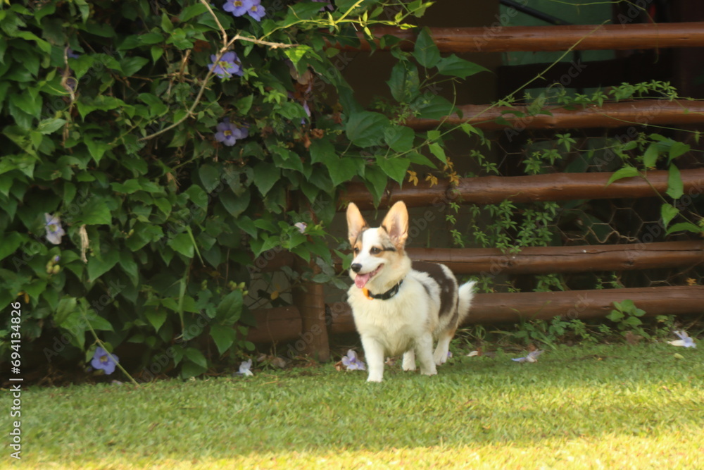 Puppy corgi dog walking in a grass in a sunny day with violet flowers in the background. Copy space até the left side 
