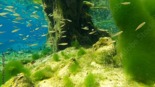 Econfina Springs Underwater  photo