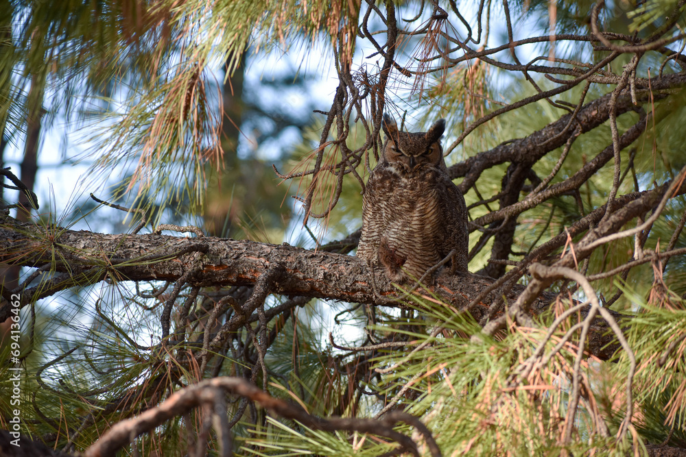 Owl in tree Owl in tree