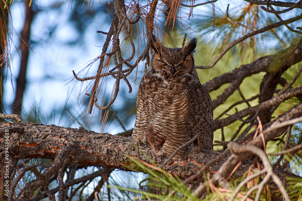 Obraz premium Owl in tree