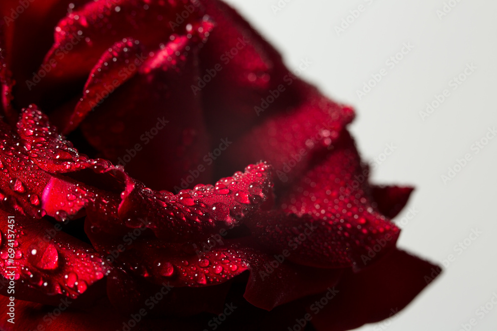 Beautiful red rose on a white background, background with red rose Beautiful red rose on a white background, background with red rose