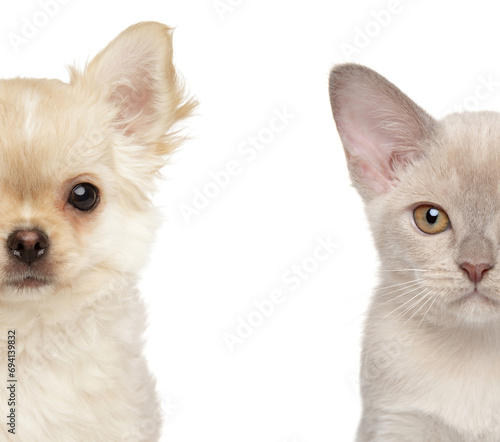 Fototapeta Naklejka Na Ścianę i Meble -  Chihuahua puppy and Burmese kitten in close-up, half-faces