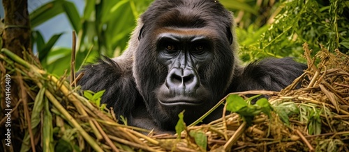 Gorilla in Marantaceae forest. Odzala-Kokoua National Park, Republic of the Congo. photo