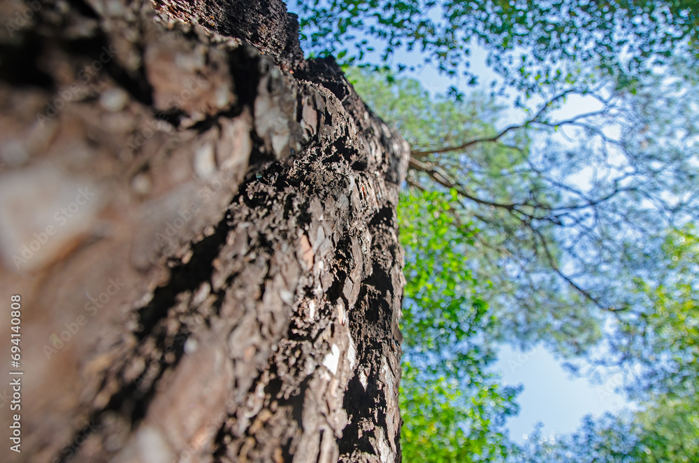 Bottom view of a Liquidambar orientalis tree. Bottom view of a Liquidambar orientalis tree.