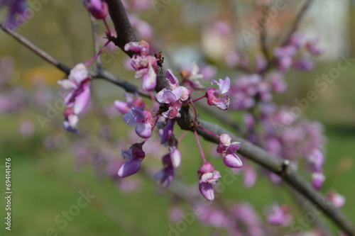 flowers on a branch