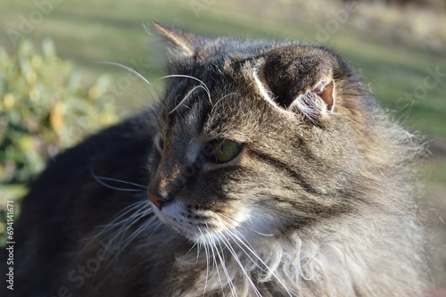 close up of brown cat
