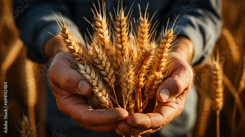Wheat sheaf in male hands. photo