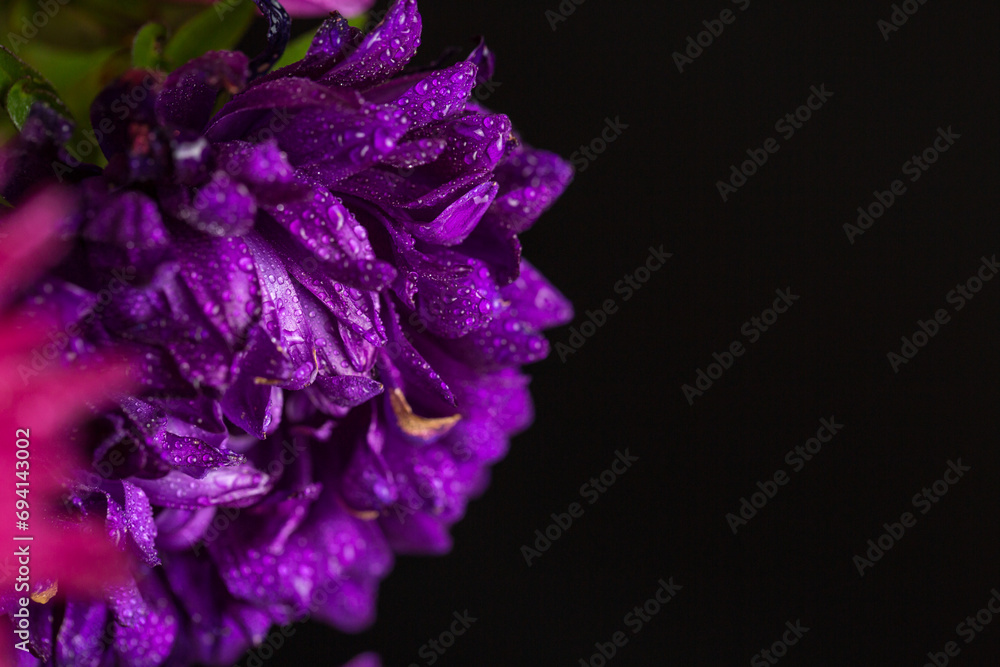 Purple chrysanthemums with dew drops on a black background, background with flowers