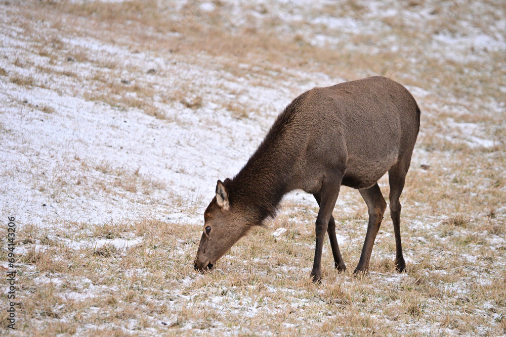 Fototapeta premium A female Elk grazing on a snow covered pasture at a Elk farm