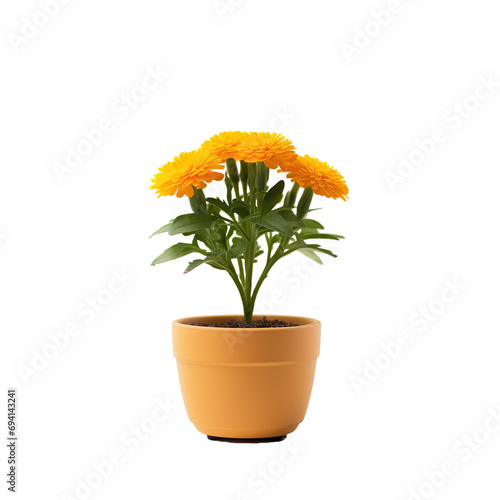 Wallpaper Mural marigold plant  in a pot with transparent background. Front view. PNG format, for indoor ornamental plant decoration. Torontodigital.ca
