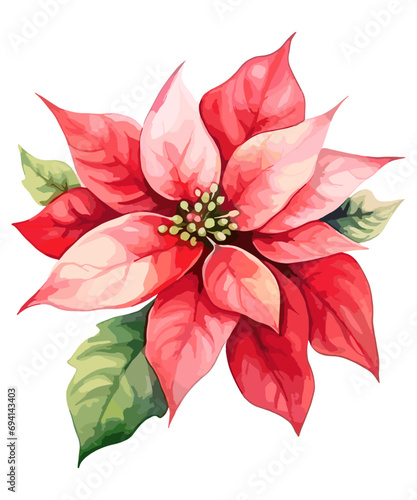 Weihnachtsstern ohne Hintergrund, Pflanze