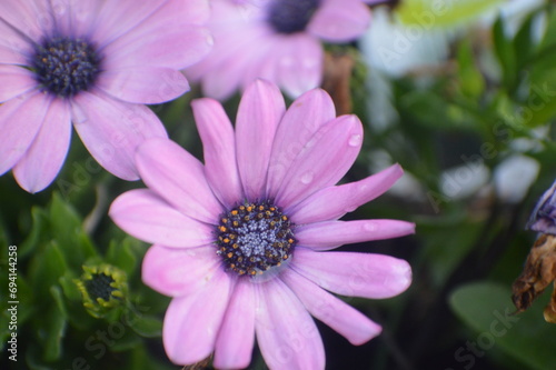 pink flower in the garden