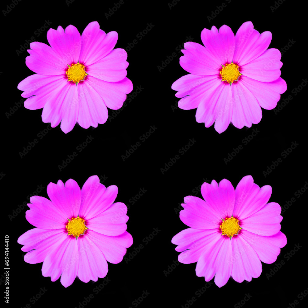 Cosmos bipinnatus, commonly called the garden cosmos or Mexican aster, is a medium-sized flowering herbaceous plant in the daisy family Asteraceae, native to the Americas Cosmos bipinnatus, commonly called the garden cosmos or Mexican aster, is a medium-sized flowering herbaceous plant in the daisy family Asteraceae, native to the Americas