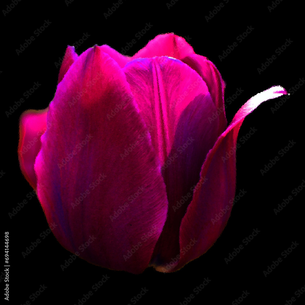 Tulips is a perennial, bulbous plant with showy flowers in the genus Tulipa, of which up to 109 species Tulips is a perennial, bulbous plant with showy flowers in the genus Tulipa, of which up to 109 species