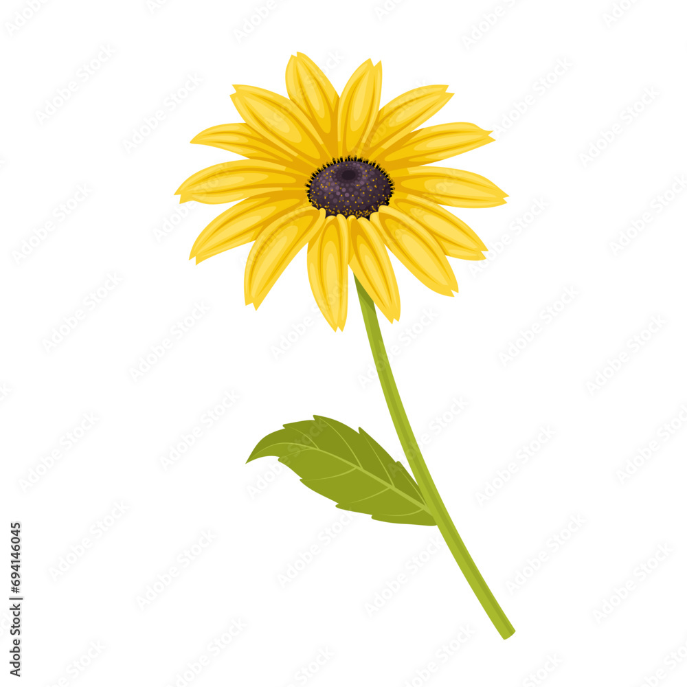 Fototapeta premium Vector illustration, Thunbergia alata, commonly called black-eyed Susan vine, isolated on white background.