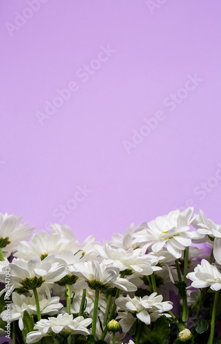 White chrysanthemum flowers on a purple background  background with chrysanthemums