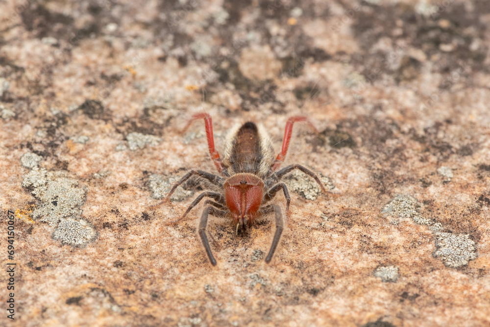 Close-up of a beautiful Red-legged solifuge (Solpugema sp) in the wild Close-up of a beautiful Red-legged solifuge (Solpugema sp) in the wild