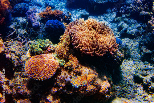 Fototapeta Naklejka Na Ścianę i Meble -  The colorful coral reefs under the sea near the Green Island in Cairns