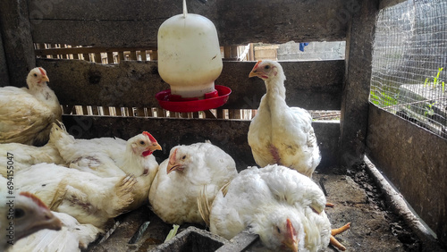 Group of white breed broiler chickens in the cage