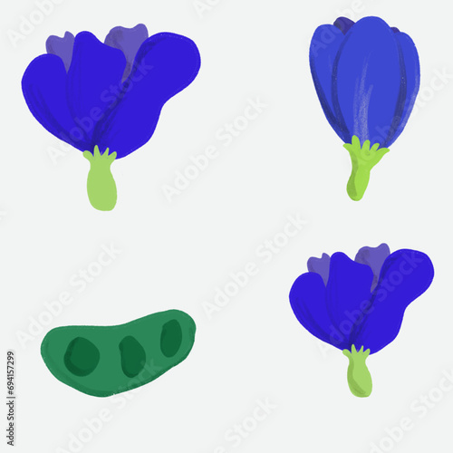 Butterfly pea flower vector designed with hand drawn design. Blue flower for design.