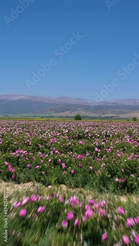 Wallpaper Mural Rose Field on Sunny Day. Aerial View. Isparta, Turkey. Drone Flies Forward at Low Level. Vertical Video Torontodigital.ca