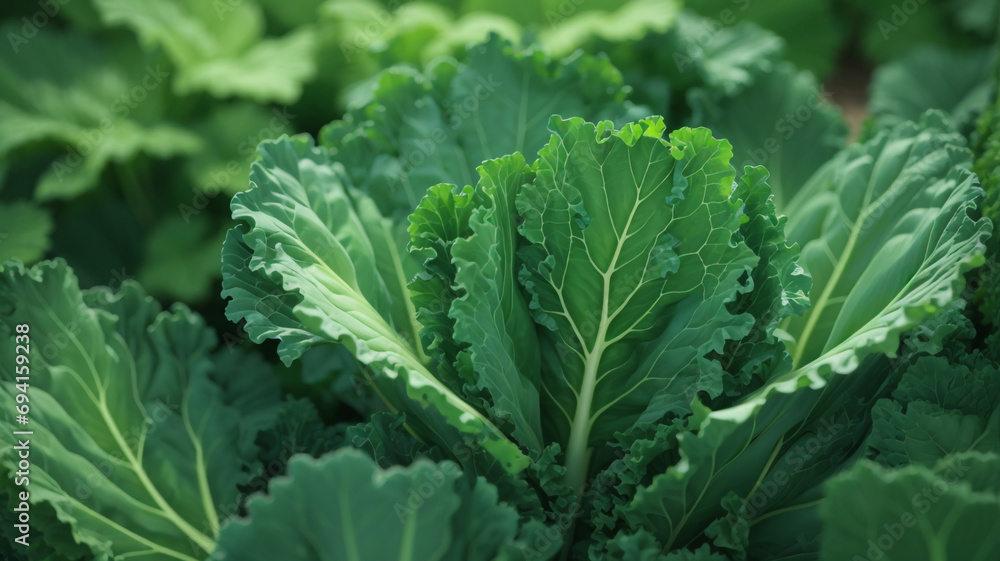 green cabbage leaves green cabbage leaves