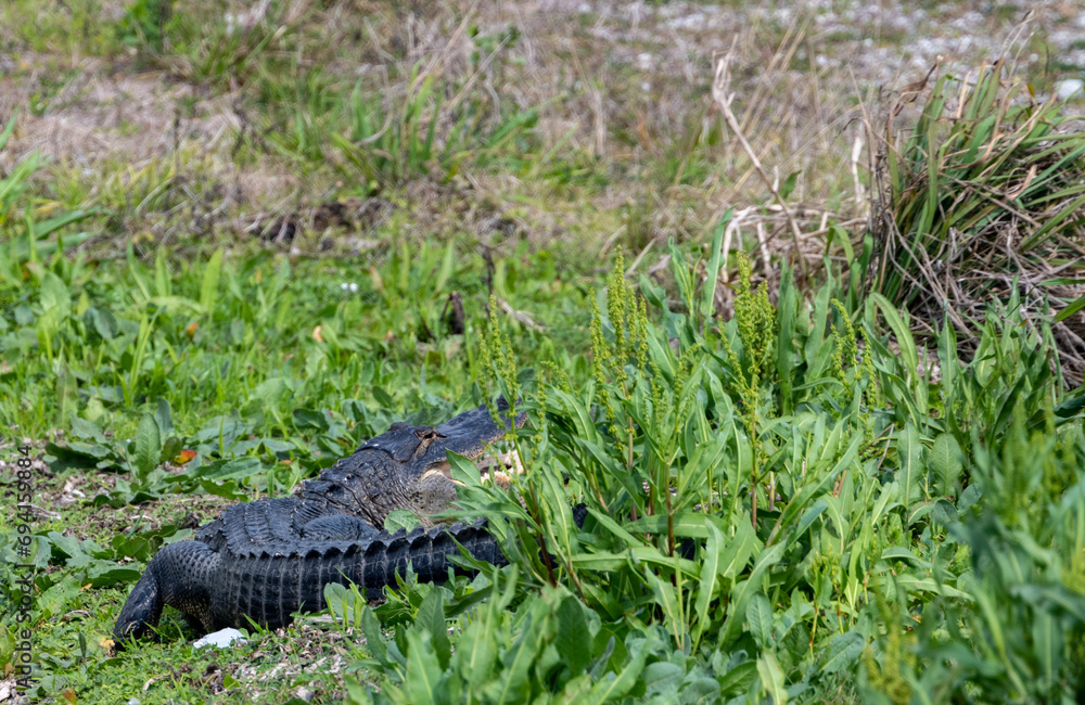 Alligator With Mouth Agape Rests In Tall Plants Alligator With Mouth Agape Rests In Tall Plants