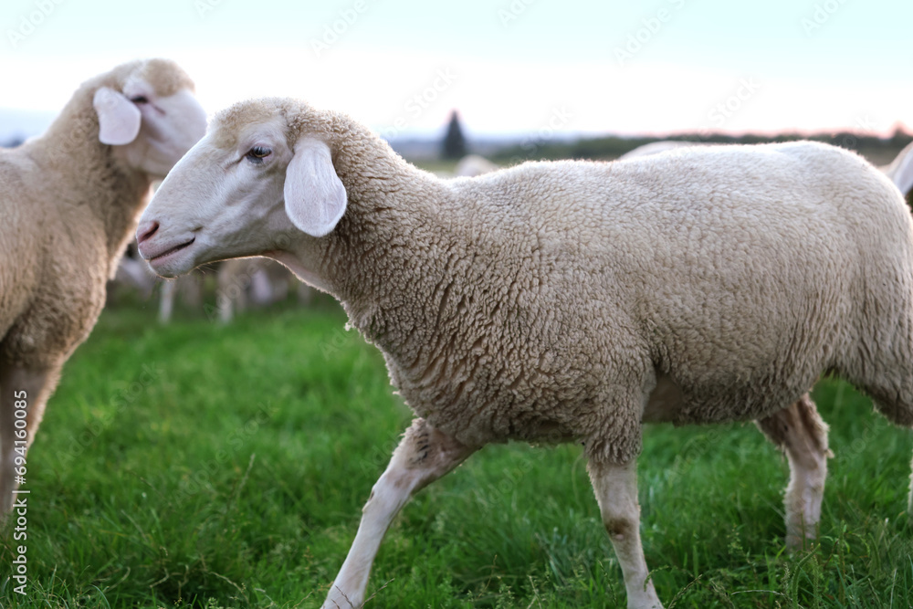 Cute sheep grazing on green pasture. Farm animals Cute sheep grazing on green pasture. Farm animals
