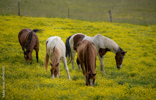 Yellow Flower Covered Field With Four Horses Grazing © kellyvandellen