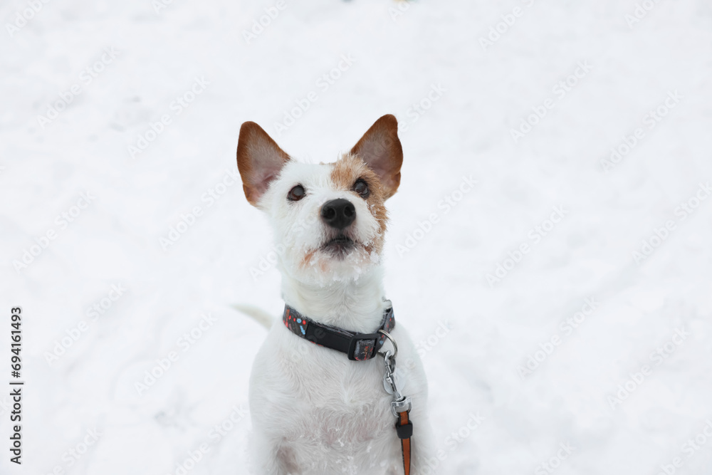 Cute Jack Russell Terrier on snow outdoors. Winter season