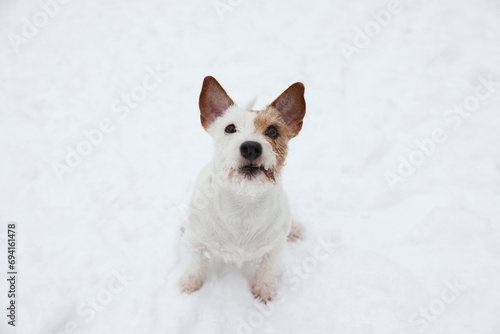 Cute Jack Russell Terrier on snow outdoors. Winter season © New Africa