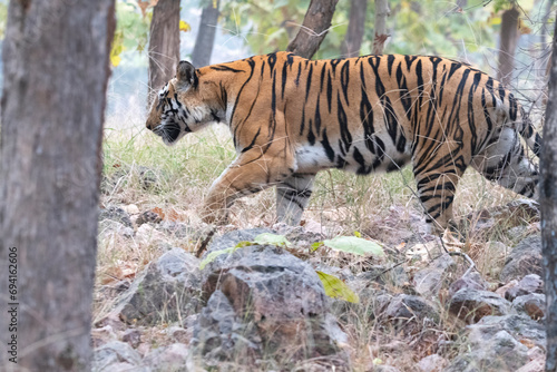 A tiger during mating in the Panna tiger reserve