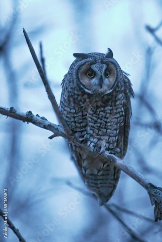 Plakat Long eared owl