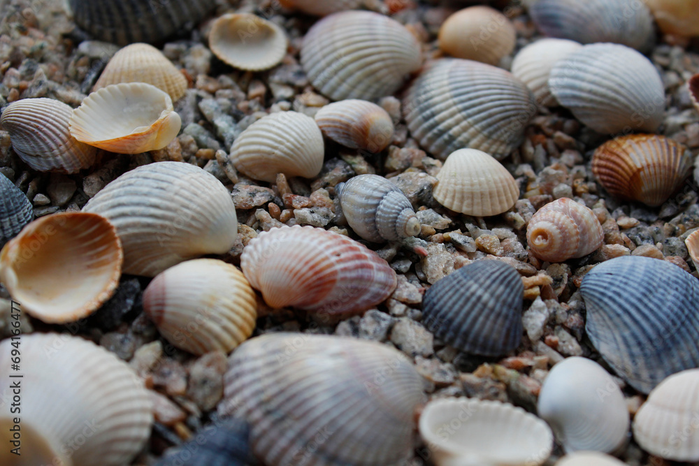 seashells on the beach