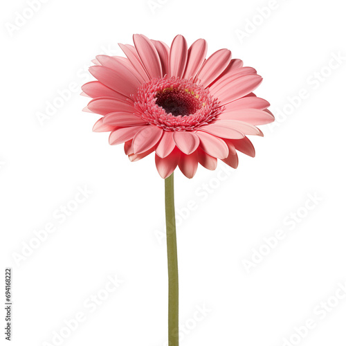 pink gerbera daisy isolated on white  Transparent PNG  Gerbera Daisy