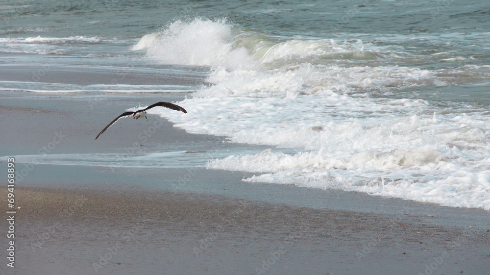 seagulls on the beach