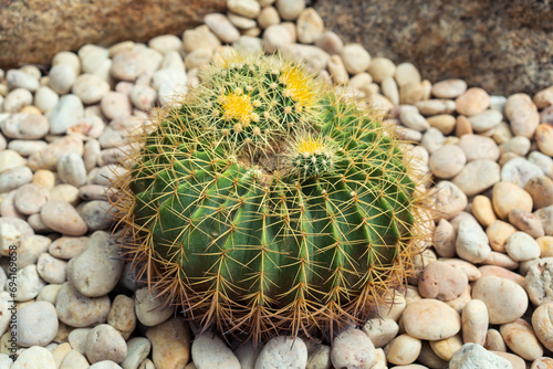 small round cacti plant or cactus trees with sharp thorns on gravel stones in garden or farm for desert tree and home decoration and agriculture
