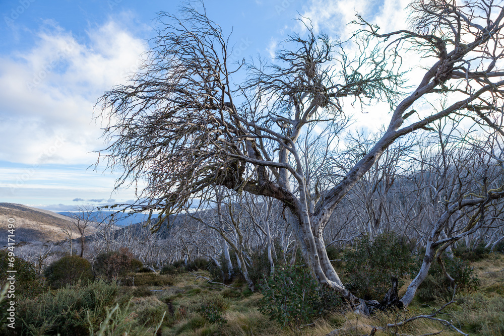 Dead Snow Gums At Kosciuszko National Park, Nsw, Australia Dead Snow Gums At Kosciuszko National Park, Nsw, Australia