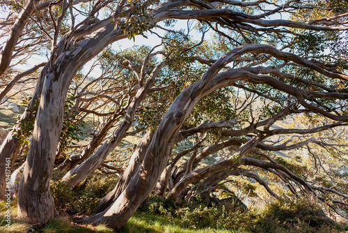 Wolgan Snow Gum (Eucalyptus gregsoniana), Kosciuszko National Park, NSW, Australia photo