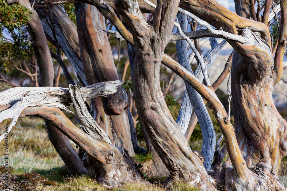 Wolgan Snow Gum (Eucalyptus gregsoniana), Kosciuszko National Park, NSW, Australia