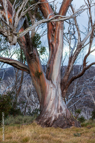 Wolgan Snow Gum (Eucalyptus gregsoniana), Kosciuszko National Park, NSW, Australia photo