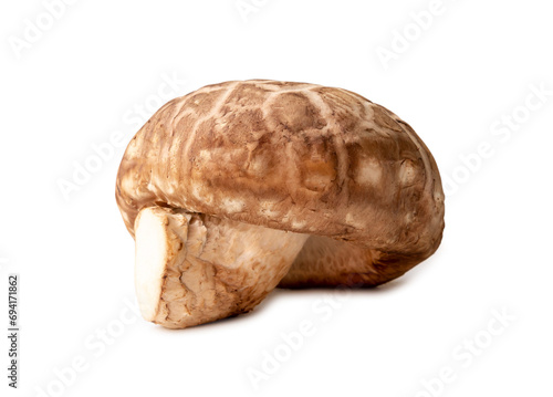 Shiitake mushrooms isolated on white background with clipping path. Chinese and Japanese herb plant