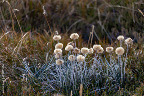 Kosciuszko National Park, NSW, Australia photo