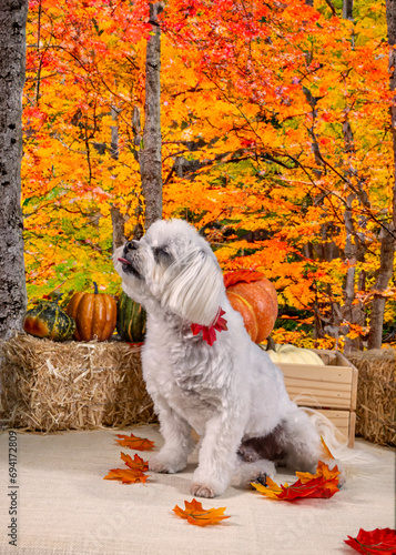 Cute Autumn time dogs with brightly colored leaves in the Fall