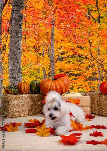 Cute Autumn time dogs with brightly colored leaves in the Fall