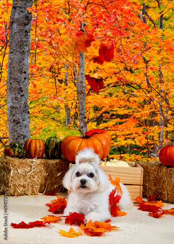 Cute Autumn time dogs with brightly colored leaves in the Fall