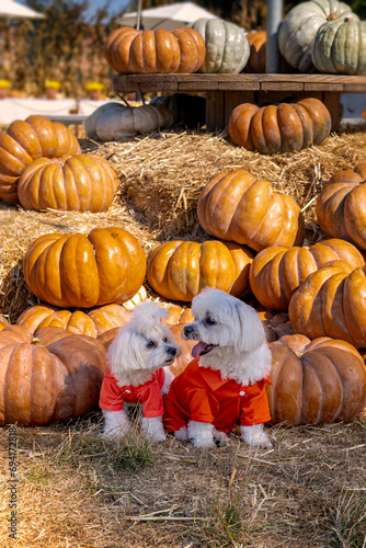 Cute dogs with Fall Harvest Pumpkin Patches