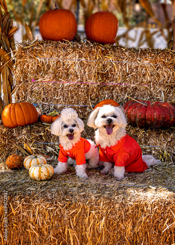 Cute dogs with Fall Harvest Pumpkin Patches