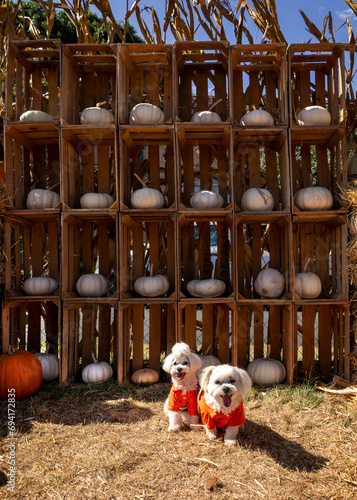 Cute dogs with Fall Harvest Pumpkin Patches