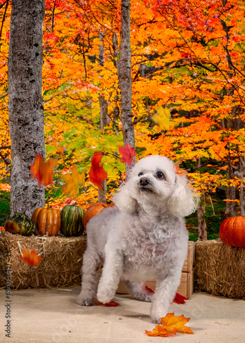 Cute Autumn time dogs with brightly colored leaves in the Fall